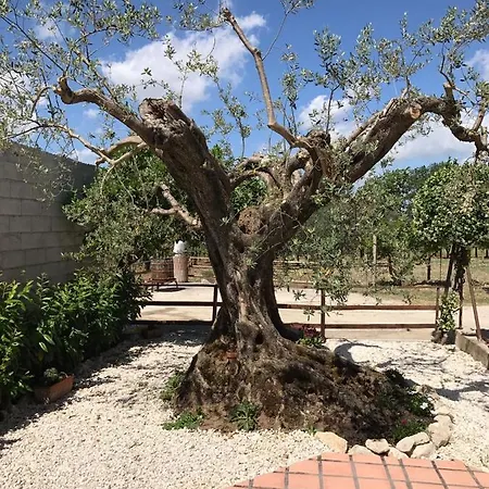 Bed & Breakfast A Casa Di Papa Bb By Dimorra San Lorenzo Maggiore